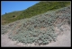 The Dunes. SAVE THE PLOVER!!!!!