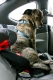 Poncho along for the ride