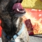 Poncho_070402_2145.jpg