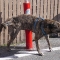 Poncho_070402_2147.jpg