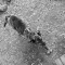Ponchomentation 09:01:03