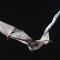 Bat