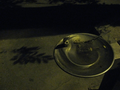 The fountain and the shadow of leaves