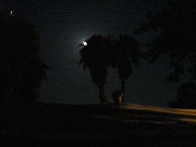 Palm trees, moon, and chimney