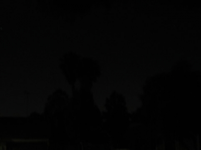 I feel bad for palm trees