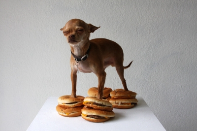 Chihuahua w/cheeseburgers by William Hundley