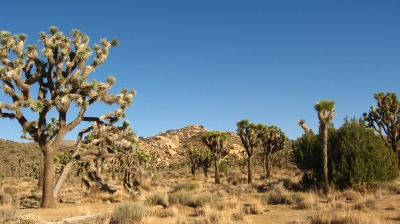 extry credit haiku #3