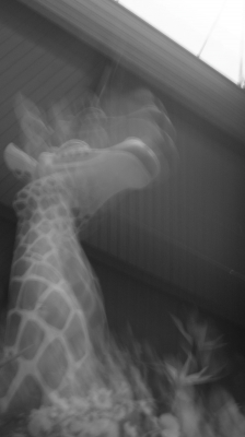 Barbapoca - Black & White