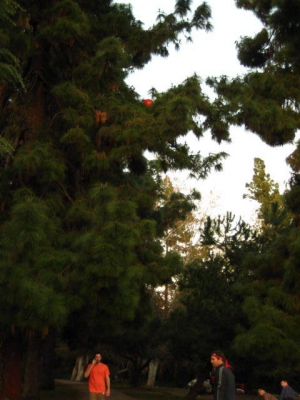 Yes, that is the Calvinball! stuck up in that tree.