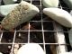 Rocks on grates