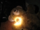 a second bear
