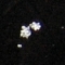 SnowCrop1.jpg