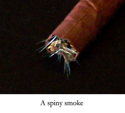 a spiny smoke