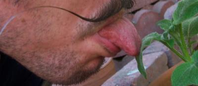 potato_plant_good.jpg