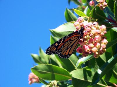monarch butterfly on strawberry tree