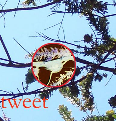 tweet.jpg