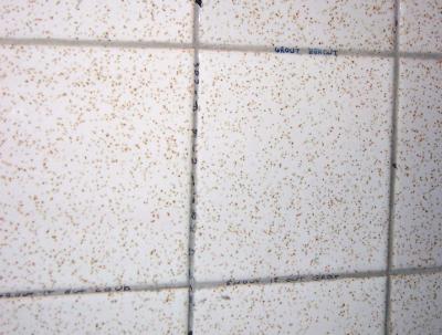 ??? , grout egrout (great egret?)