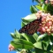 monarch butterfly on strawberry tree