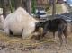 dog appreciates a camel.jpg
