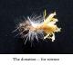 seed pod