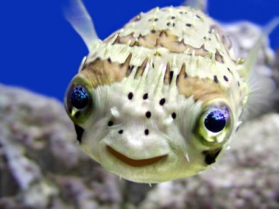 porcupine fish.jpg