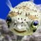 porcupine fish.jpg