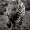 tapir baby2.jpg