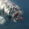 under water tiger! 1.jpg