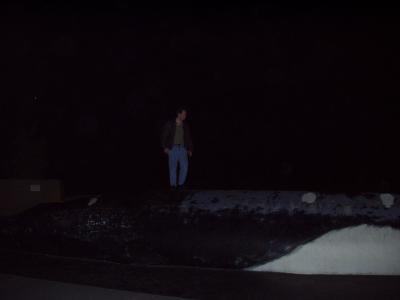 Venning crossing whale