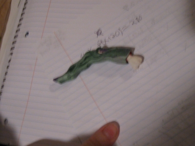 complete with bony protrusions  complete with bony protrusions