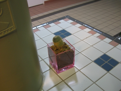 catus in atrocious pink vase.