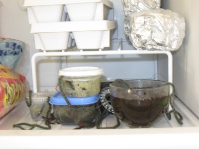 ready to freeze ready to freeze