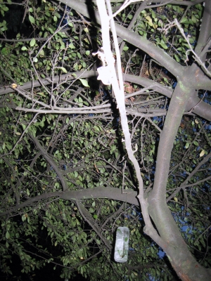 IMG_1162.JPG IMG_1162.JPG