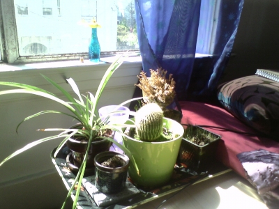 Plant-bundance