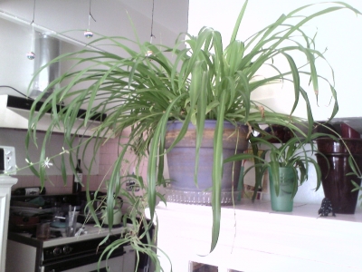 Spider Plants