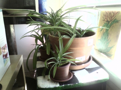 further Spider Planteries