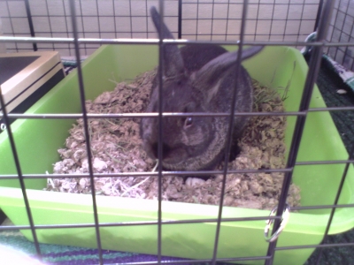 Nic: i clean his toliet & buy his food.