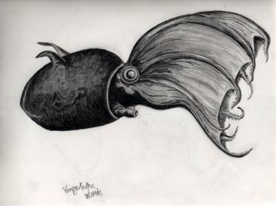 Vampyroteuthis Infernalis - pencil on paper.jpg