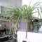 Spider Plants