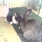 Nic investigates tiny bunny