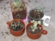 how to pot a plant: stage 2