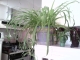 Spider Plants