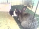 Nic investigates tiny bunny