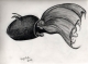 Vampyroteuthis Infernalis - pencil on paper.jpg