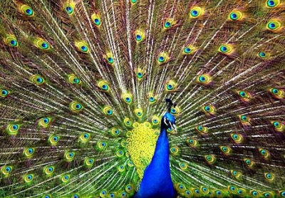 The Peacock