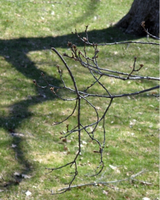 Growth