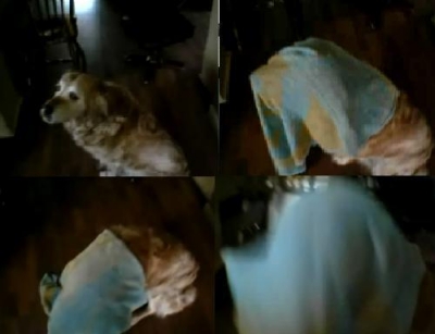 confuse an animal.JPG