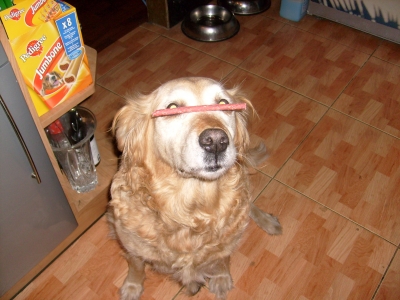 back from her walk, she waits for her treat