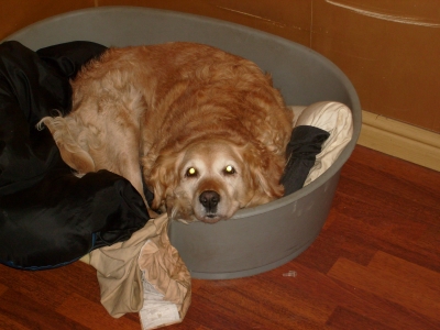 Laying comfortably in her bed