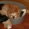 Laying comfortably in her bed